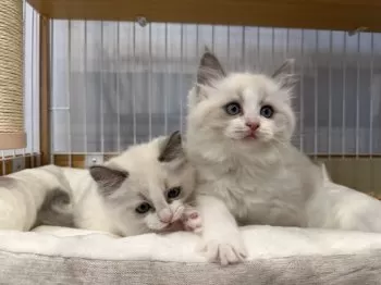 T.S 様のお迎えした子猫