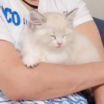 H.M 様のお迎えした子猫