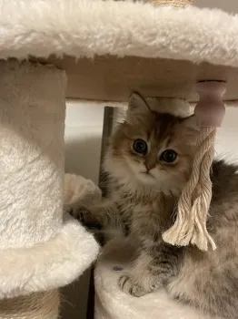 E.A 様のお迎えした子猫