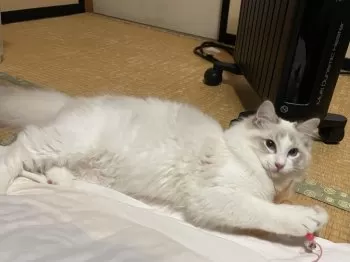 S藤 様のお迎えした子猫