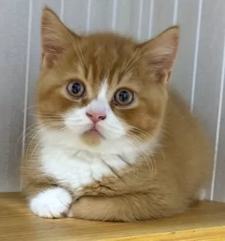 H.A 様のお迎えした子猫