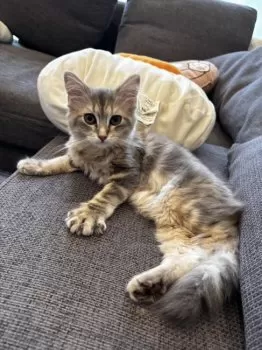 サッサー 様のお迎えした子猫