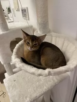 Y.M 様のお迎えした子猫