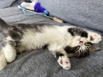 M.M 様のお迎えした子猫