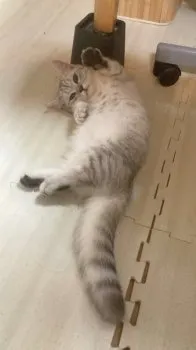 K.H 様のお迎えした子猫