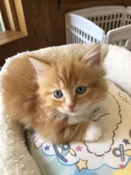 しげる 様のお迎えした子猫