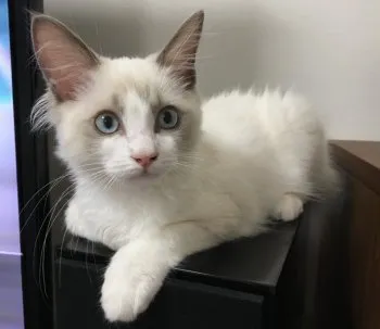 hina 様のお迎えした子猫