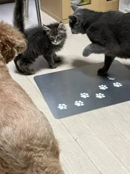 K.I 様のお迎えした子猫