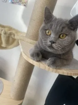 M.Y 様のお迎えした子猫