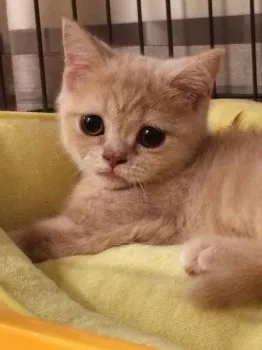 かおり 様のお迎えした子猫