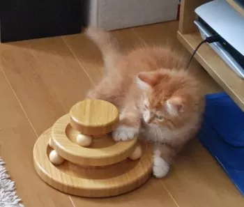 W.Y 様のお迎えした子猫