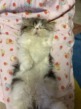 チョビ母 様のお迎えした子猫