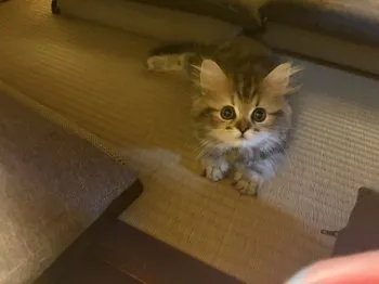 S.T 様のお迎えした子猫