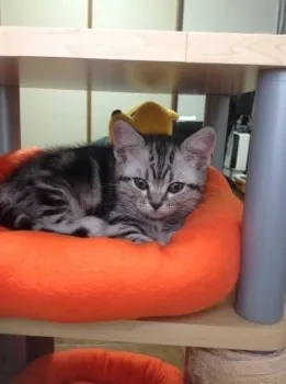 nekoneko 様のお迎えした子猫