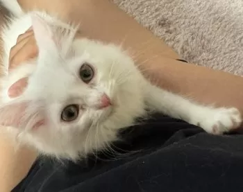 K.M 様のお迎えした子猫