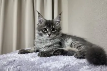 しゅり 様のお迎えした子猫