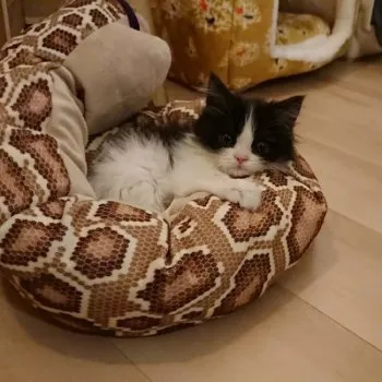 K.N 様のお迎えした子猫