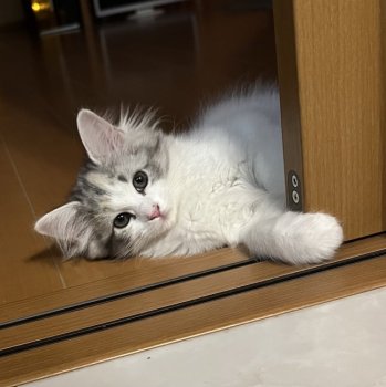サイベリアンの子猫をお迎えいただいたお客様の声 口コミ 評判 兵庫県 みんなの子猫ブリーダー