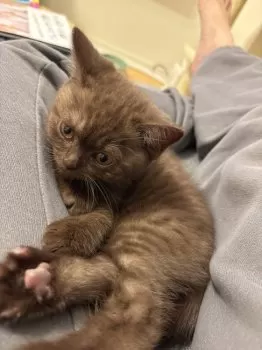 NGNM 様のお迎えした子猫