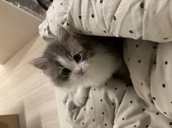 ニッシー 様のお迎えした子猫