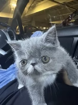 D.M 様のお迎えした子猫