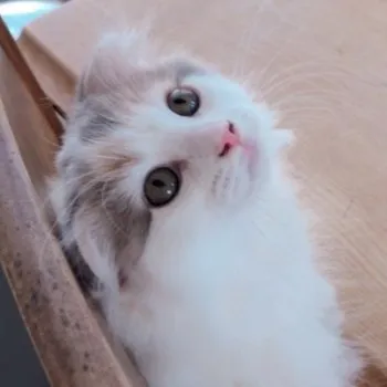 ponpon 様のお迎えした子猫