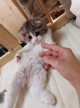 マシューくんママ 様のお迎えした子猫