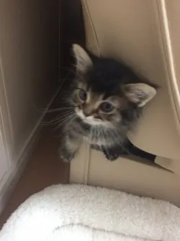 丸瑠(まるる) 様のお迎えした子猫