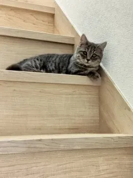 ザキヤマ 様のお迎えした子猫