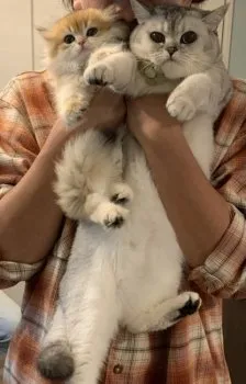 J.I 様のお迎えした子猫