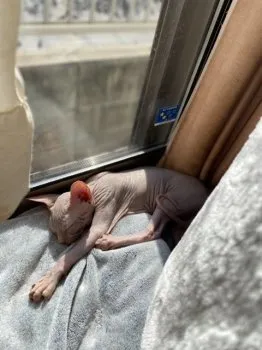 スフィンクス大好き 様のお迎えした子猫