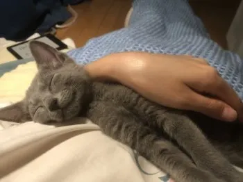 茜 様のお迎えした子猫