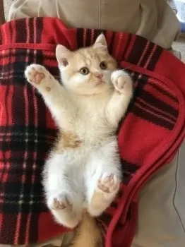 ミロッティー 様のお迎えした子猫