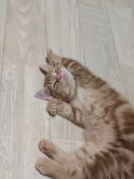 ささみ 様のお迎えした子猫