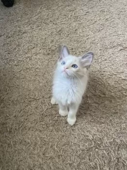 M 様のお迎えした子猫