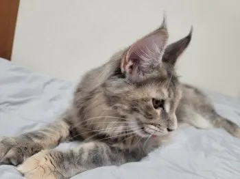 A 様のお迎えした子猫