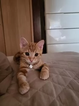 M.A 様のお迎えした子猫