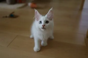 K.W 様のお迎えした子猫