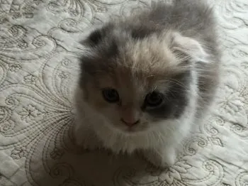 ネコちゃん大好き野球ボーイズ 様のお迎えした子猫