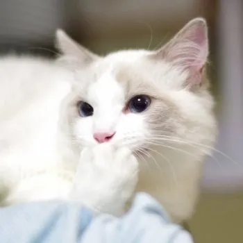 中台 様のお迎えした子猫