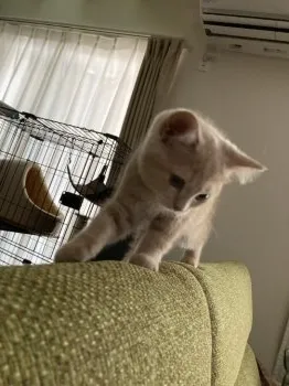M 様のお迎えした子猫