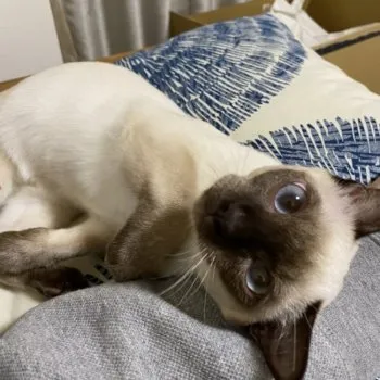 us 様のお迎えした子猫