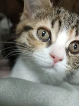 猫助 様のお迎えした子猫