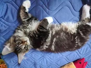 どらみん 様のお迎えした子猫