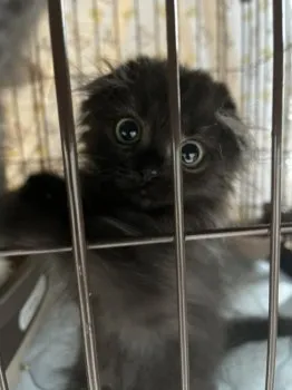 マル 様のお迎えした子猫