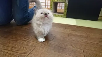 まこと 様のお迎えした子猫