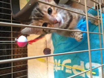 aki 様のお迎えした子猫