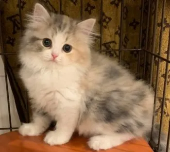 とく 様のお迎えした子猫
