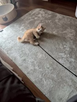 シジミ 様のお迎えした子猫
