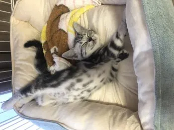 ふじさん 様のお迎えした子猫